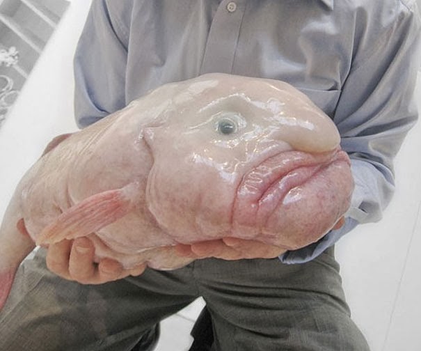 Blob Fish - 22 Bizzarre Animals You Probably Didn’t Know Exist