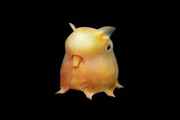 Dumbo Octopus - 22 Bizzarre Animals You Probably Didn’t Know Exist