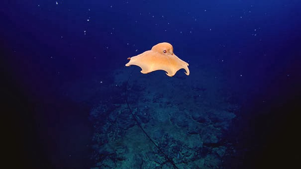 Dumbo Octopus - 22 Bizzarre Animals You Probably Didn’t Know Exist