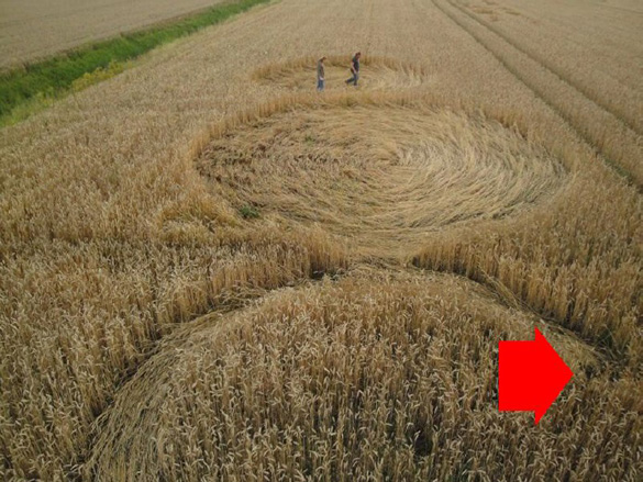 The 2010 Hoeven, Holland crop circle in which the burned seed-heads (red arrow) were found. Photo: Roy Boschman
