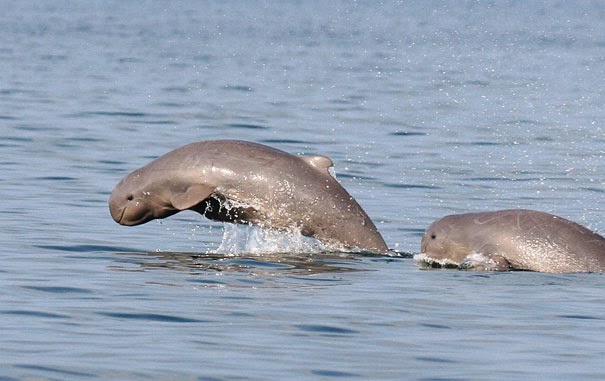 Irrawaddy Dolphin - 22 Bizzarre Animals You Probably Didn’t Know Exist