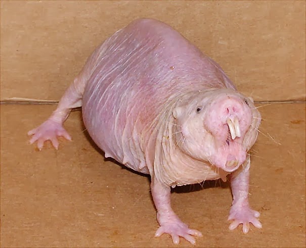 Naked Mole Rat - 22 Bizzarre Animals You Probably Didn’t Know Exist
