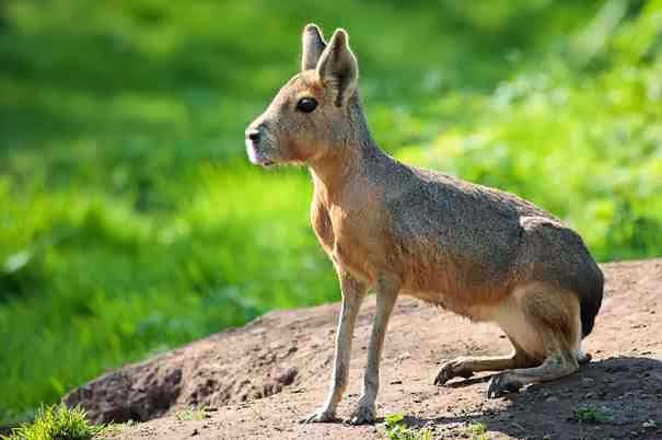 Patagonian Mara - 22 Bizzarre Animals You Probably Didn’t Know Exist