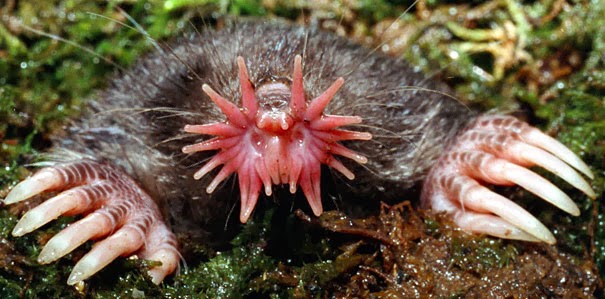 Star-Nosed Mole - 22 Bizzarre Animals You Probably Didn’t Know Exist