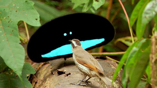 Superb Bird of Paradise - 22 Bizzarre Animals You Probably Didn’t Know Exist