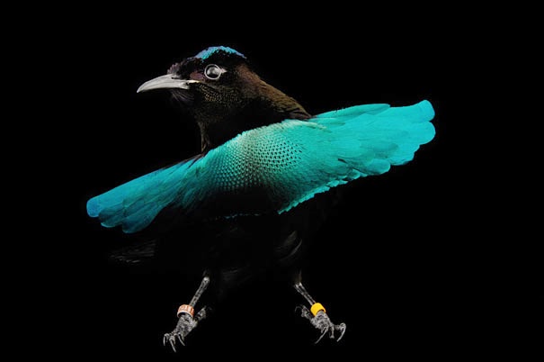 Superb Bird of Paradise - 22 Bizzarre Animals You Probably Didn’t Know Exist