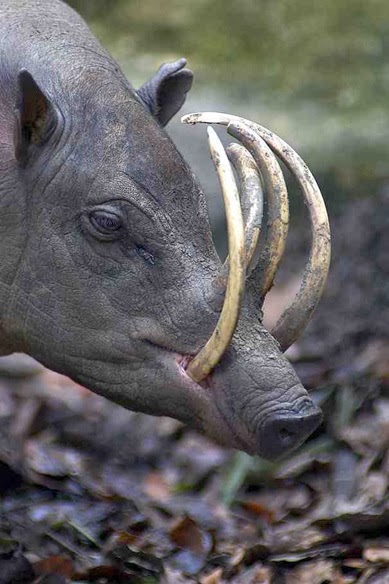 The Babirusa - 22 Bizzarre Animals You Probably Didn’t Know Exist
