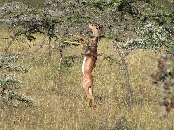 The Gerenuk - 22 Bizzarre Animals You Probably Didn’t Know Exist