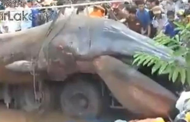 Creature from the deep: Strange sea-monster corpse found on coast of Vietnam 3