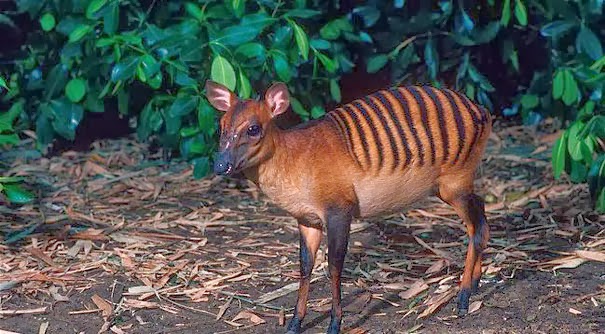 Zebra Duiker - 22 Bizzarre Animals You Probably Didn’t Know Exist