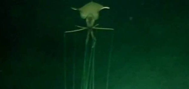 Massive 'alien' squid captured on video 1