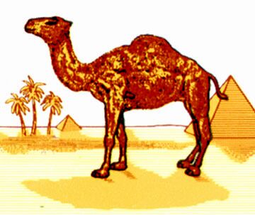 camel-logo-subliminal