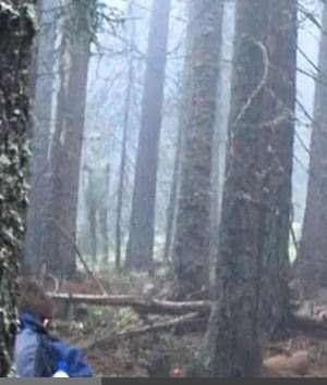 Tall Grey Alien Photographed By Hikers In Bulgarian Forest 6