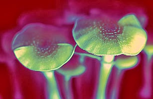 ‘Magic Mushrooms’ Can Improve Psychological Health Long Term 5