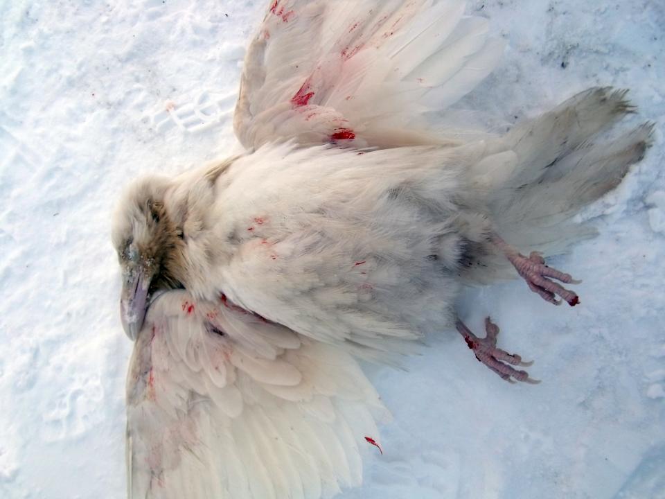 Discovery of rare white raven spurs calls to preserve its body 2