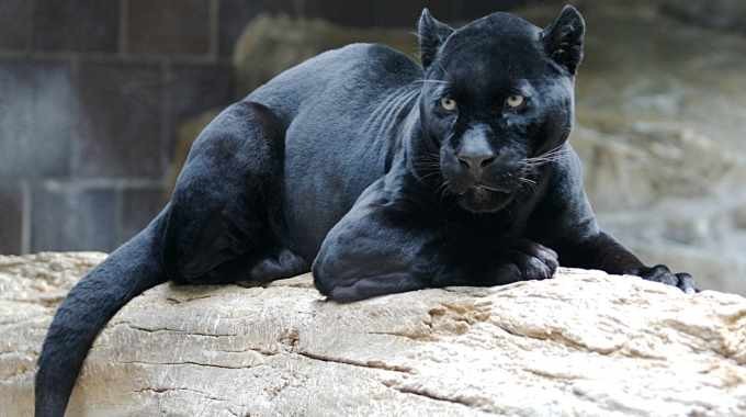 What If Animals Could Talk To You? 31