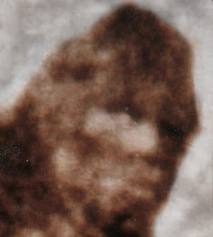 Why Can’t We Find Bigfoot? 4