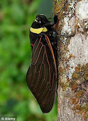 In 2013, cicadas emerged from the ground after not being seen since 1996. Scientists have no idea how they were knew when it was the right time to leave the ground