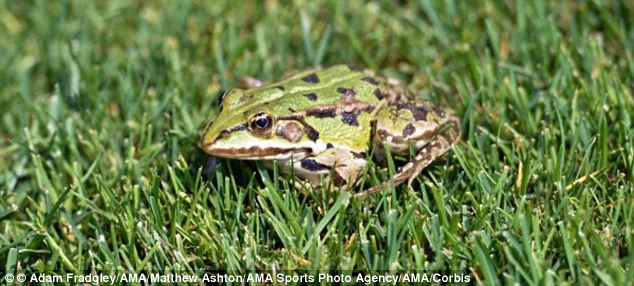 Scientists are sceptical about animal rain. Odzaci, in Serbia, has supposedly been pelted by frogs, and perch have fallen on Lajamanu, Australia. After tadpoles rained on the Japanese cities of Nanao and Hakusan in 2009, it was suggested birds dropped them but this has never been proved