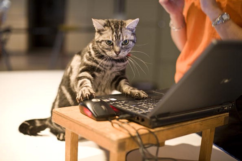 Are humans really smarter than animals ? 36