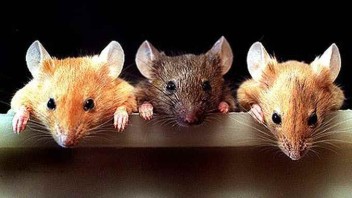 Scientists Discover Fountain Of Youth – Mice Now, Humans Later 32