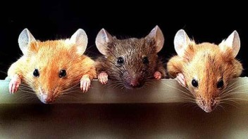 Scientists Discover Fountain Of Youth – Mice Now, Humans Later 13