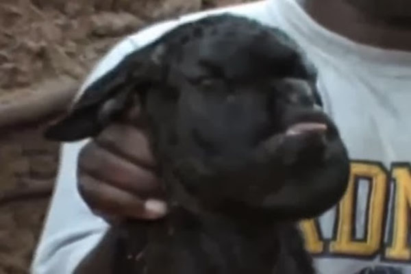 Video: Farmer shocked after goat is born with human face 20