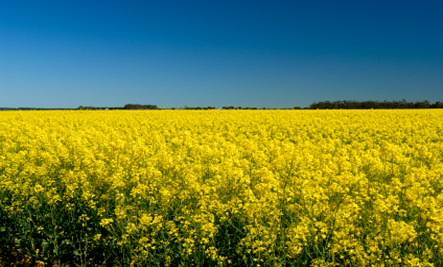 canola-fields-resized1