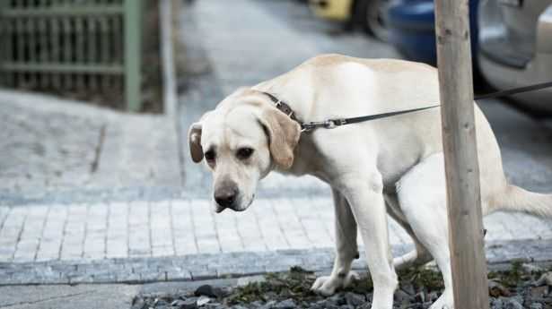 Dogs poop in line with Earth's magnetic field, says study 1