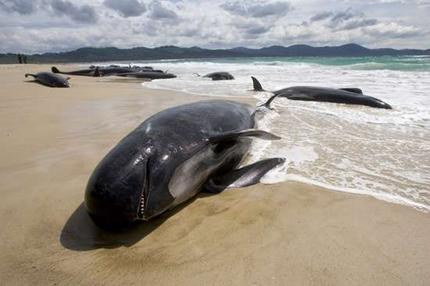Dead Whales Are Showing Up Bringing Us A Message The Entire World Should See 1