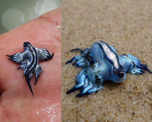 The Blue Dragon: The world’s rarest mollusks 8