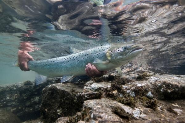 Norwegian Scientists Warn Against Eating Farmed Salmon: Everything You Need to Know About Farmed Fish 22