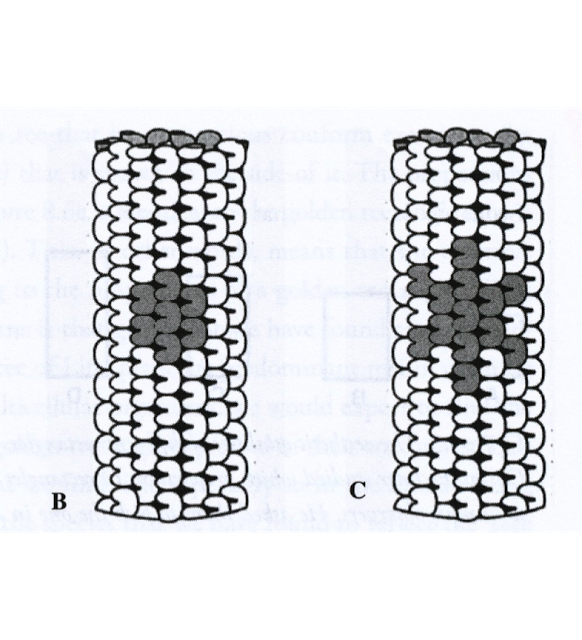 Centriole-3 Centriole-3