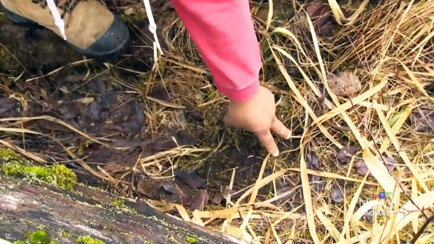 Bigfoot tracks found on Vancouver Island 1