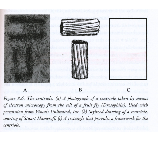 centriole1 centriole1