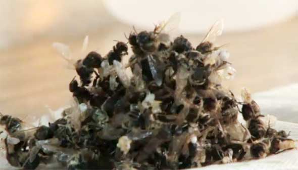 dyingBees