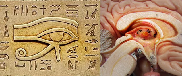 pineal-gland-and-eye-of-horus pineal-gland-and-eye-of-horus