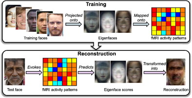 We Know What You’re Thinking: Scientists Find a Way to Read Minds 6