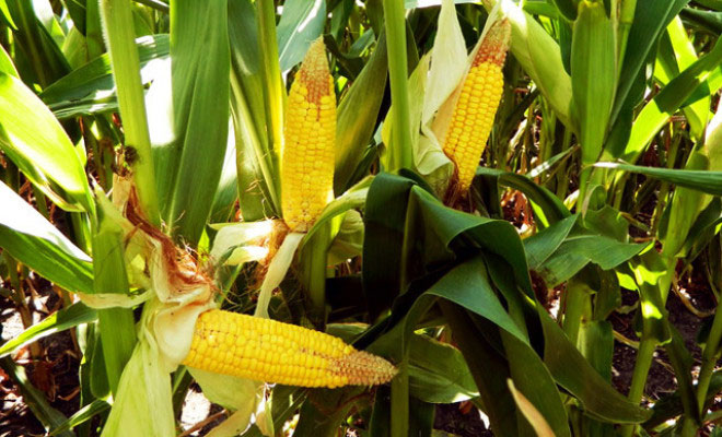 France bans all GMO corn, including Monsanto 1