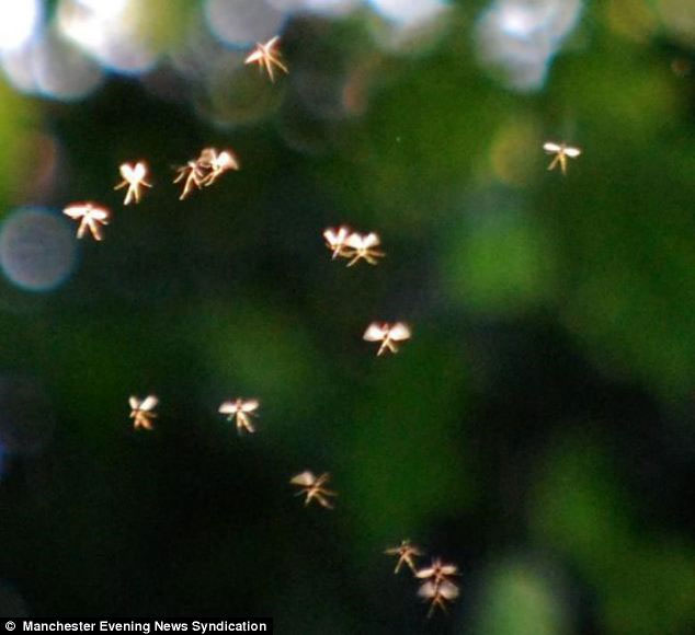 University lecturer claims to have photographed real-life tiny tinkerbells 8