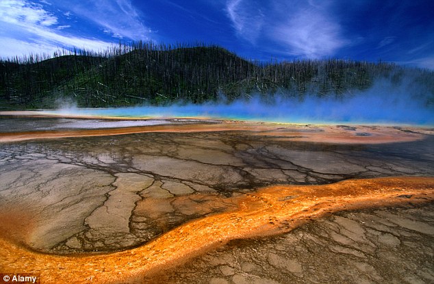 Animals Fleeing Yellowstone Spark Fears of Supervolcano Eruption 1