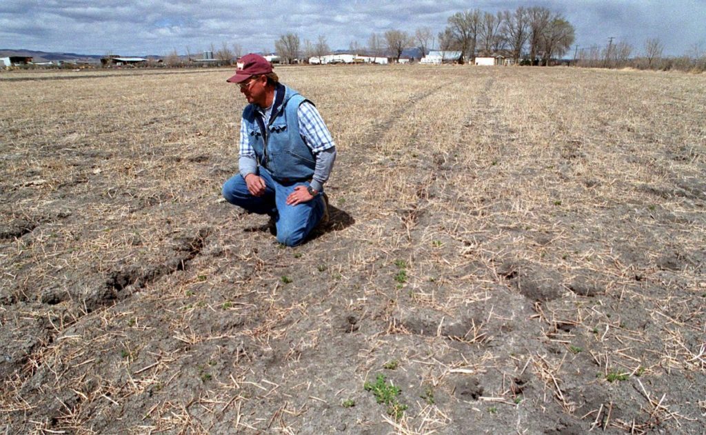 Across the world, alfalfa fields will perish, meaning beef and dairy cows will go hungry since these pastures are typically harvested as hay to feed cattle.