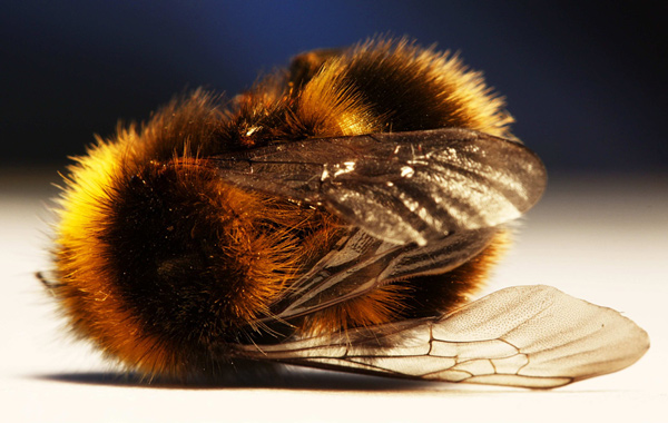 THE HONEYBEE POPULATION IS COLLAPSING — Here’s The Awful Way That Will Affect The World 19