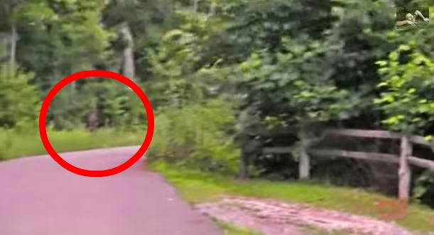 New Footage: This Bigfoot Sighting From Washington Looks Legit 7