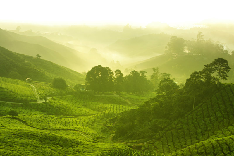 Malaysian Aborigines Said to Have Key to Peace: Dream Training 30