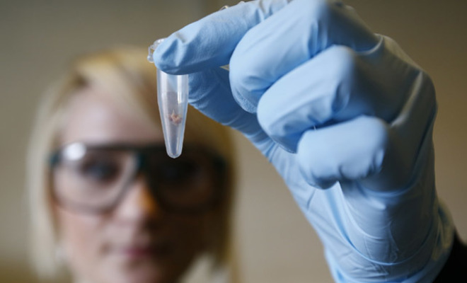 First life with ‘alien’ DNA 18
