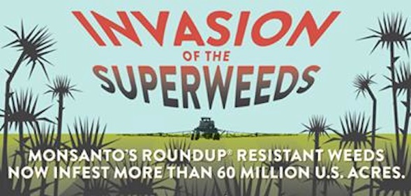 How Monsanto Created Over 60 Million Acres of Superweeds That Have Wrecked The Environment 35