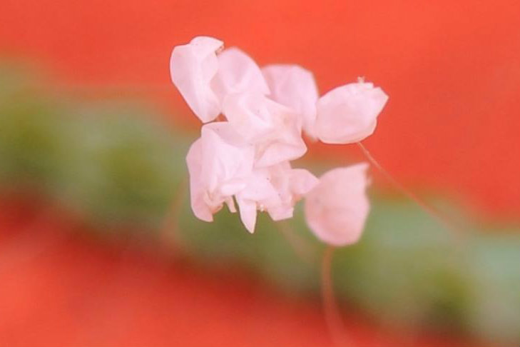 Flower Said to Bloom Once in 3,000 Years Spotted Across Globe 8