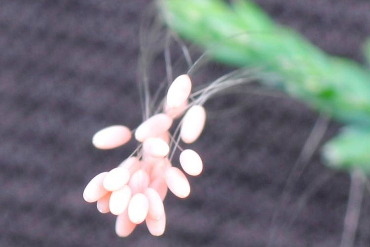 Flower Said to Bloom Once in 3,000 Years Spotted Across Globe 9