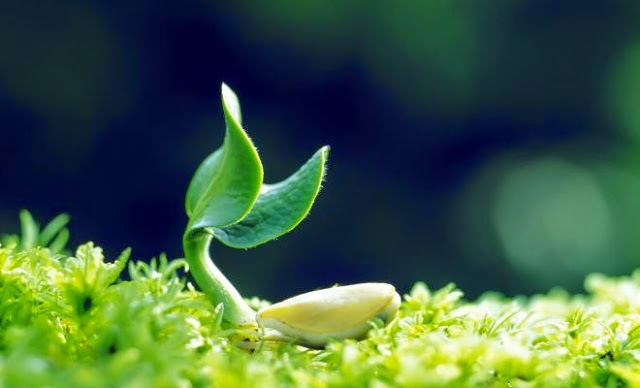 Science proves plants feel pain and have telepathy 4